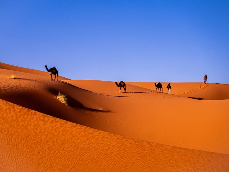 Camels crossing the Erg Chebbi dunes outside Merzouga, Sahara desert tour from Marrakech