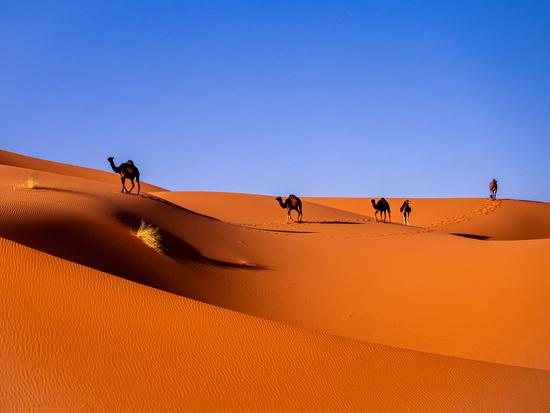 Camels crossing the Erg Chebbi dunes outside Merzouga, Sahara desert tour from Marrakech